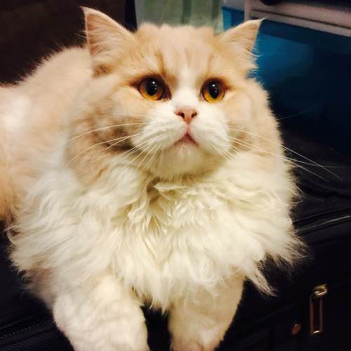 西伯利亚猫
