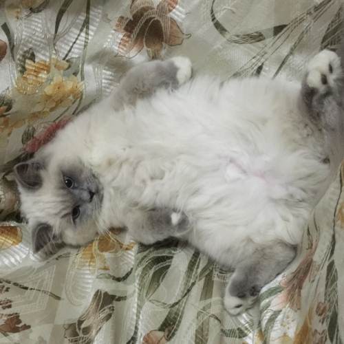 西伯利亚猫
