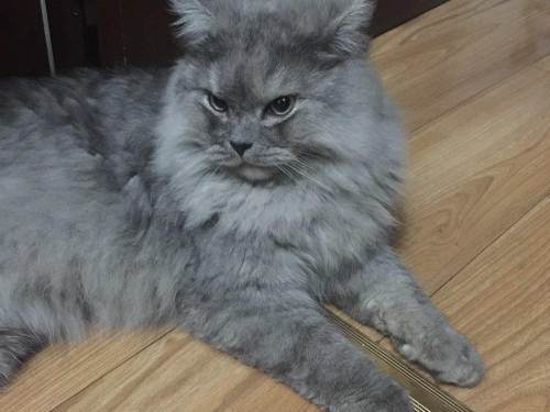 西伯利亚猫