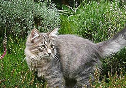 西伯利亚猫