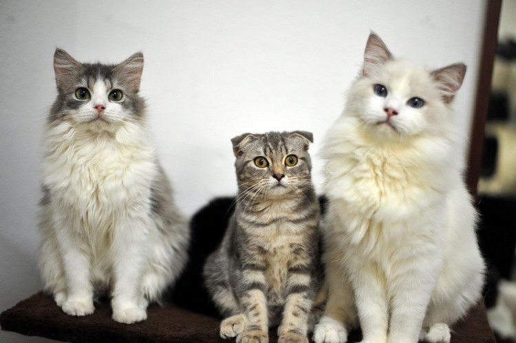 新加坡猫