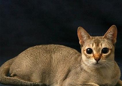 新加坡猫