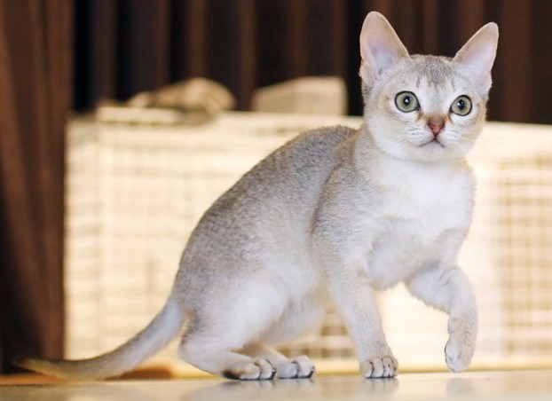 新加坡猫