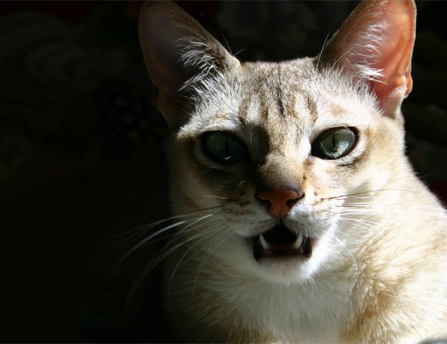 新加坡猫
