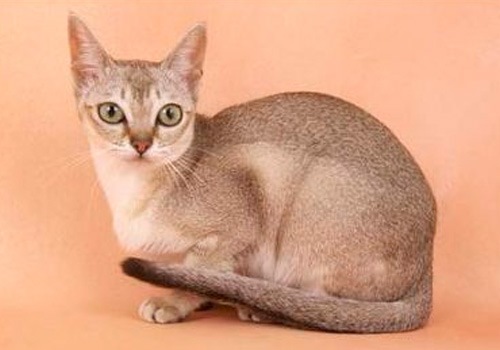 新加坡猫