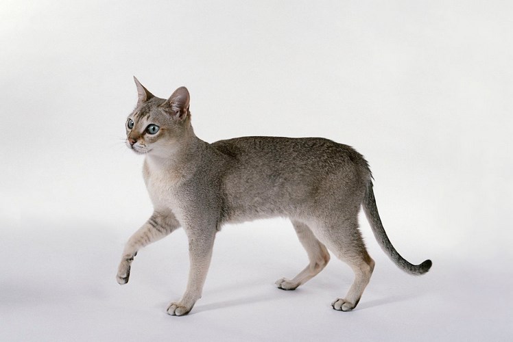 新加坡猫