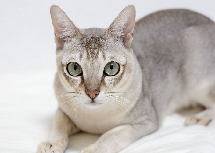 新加坡猫