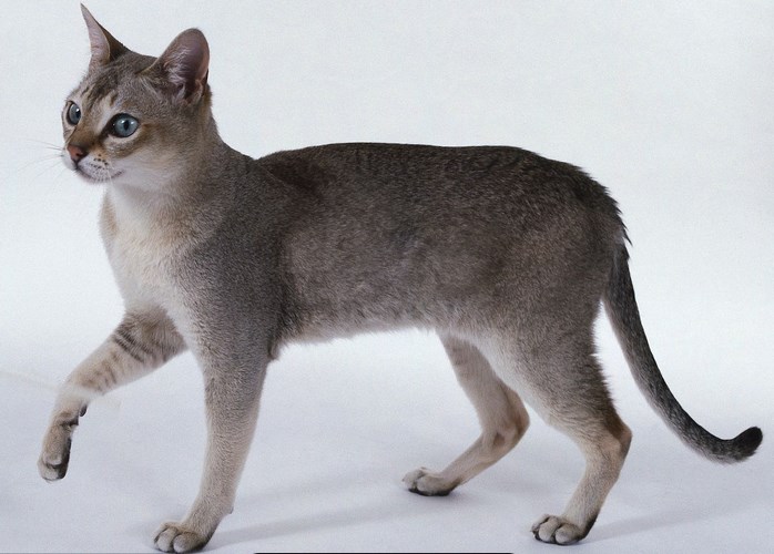 新加坡猫