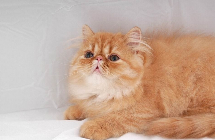 喜马拉雅猫