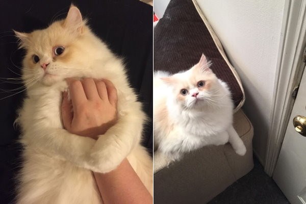喜马拉雅猫