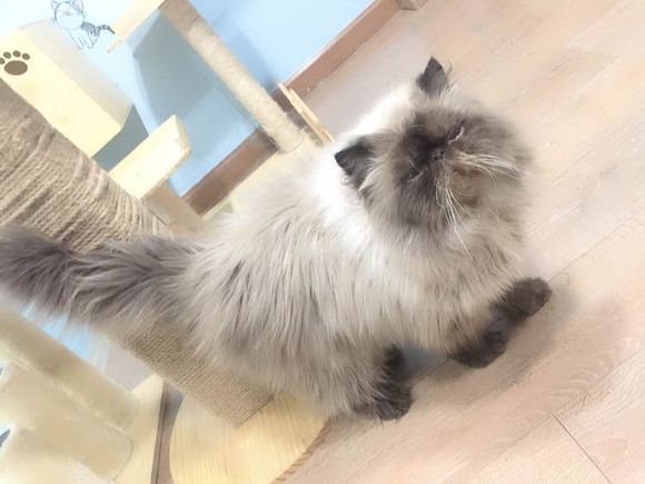 喜马拉雅猫