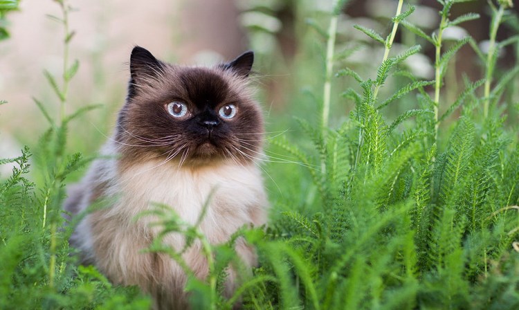 喜马拉雅猫