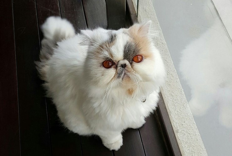 喜马拉雅猫