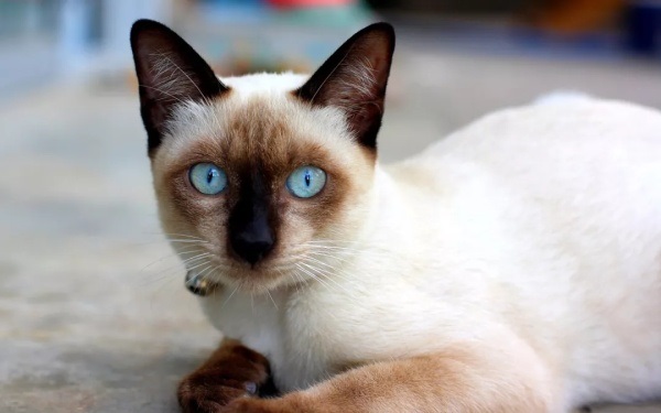 西母猫