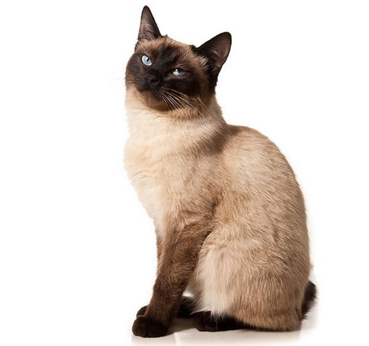 西母猫