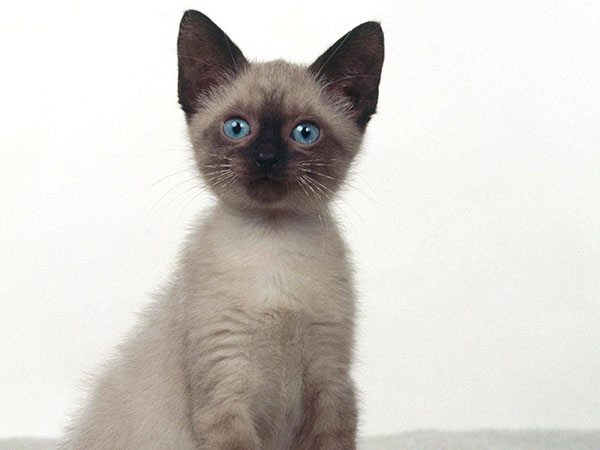 西母猫