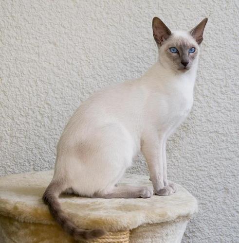 西母猫