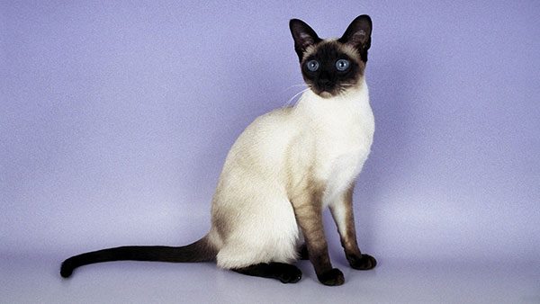 西母猫
