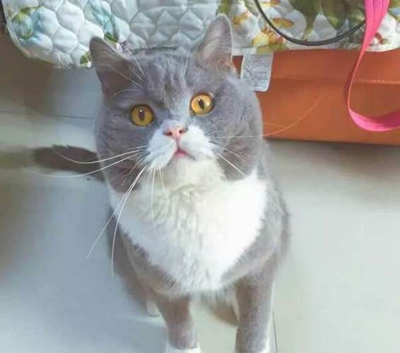 英国长毛猫