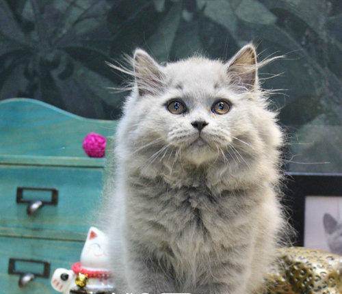 英国长毛猫