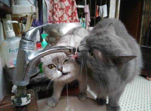 英国长毛猫