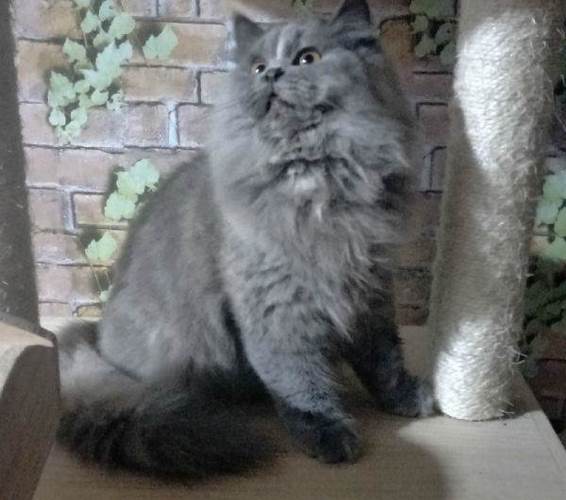 英国长毛猫