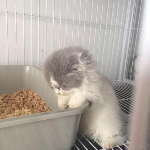 英国长毛猫