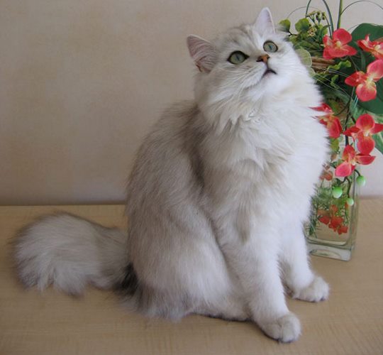 英国长毛猫