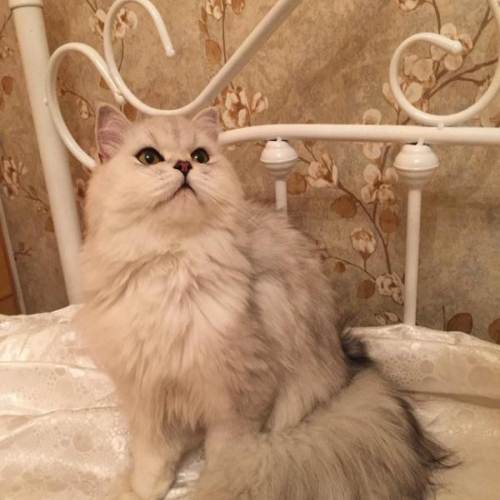 英国长毛猫