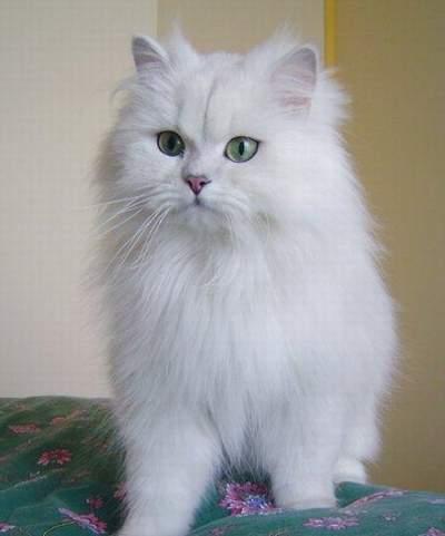 英国长毛猫