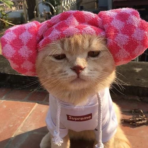 越南猫