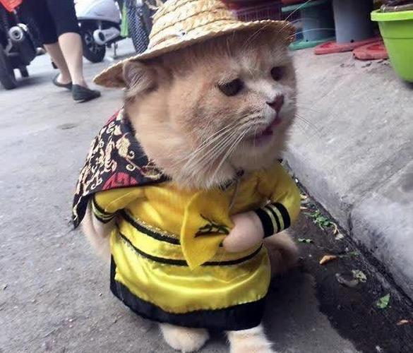 越南猫