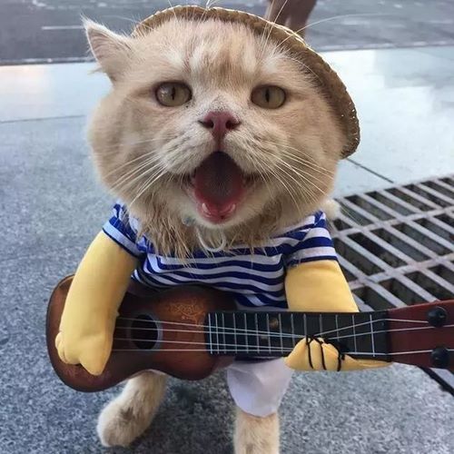 越南猫