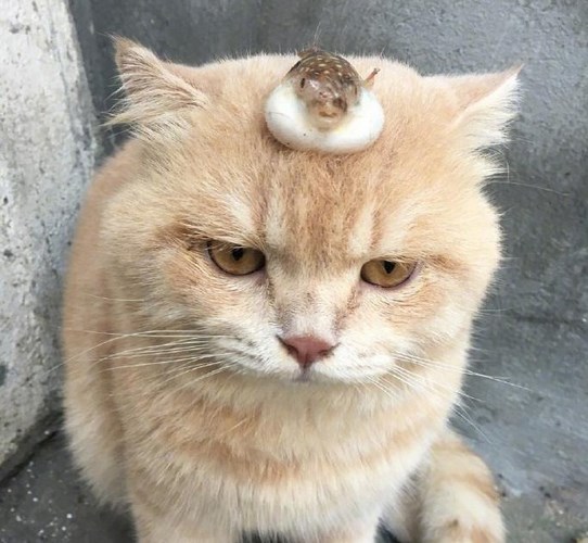 越南猫