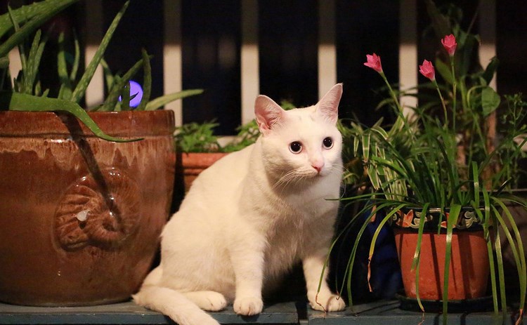 越南猫
