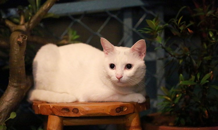 越南猫