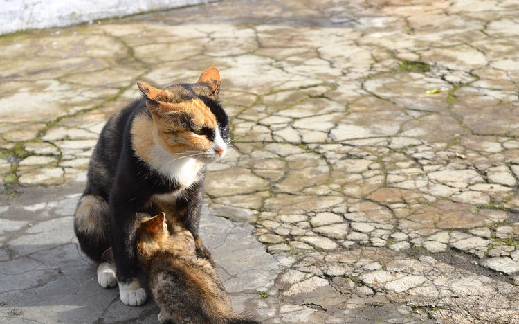 越南猫