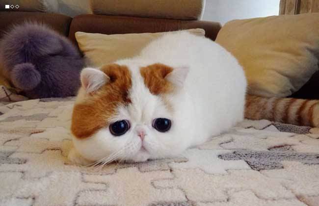 异国短毛猫