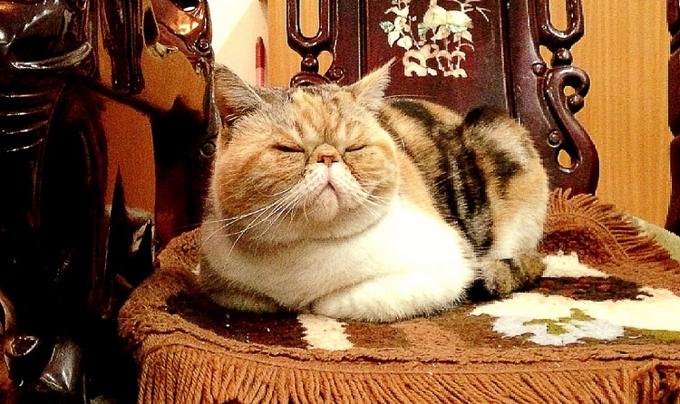 异国短毛猫