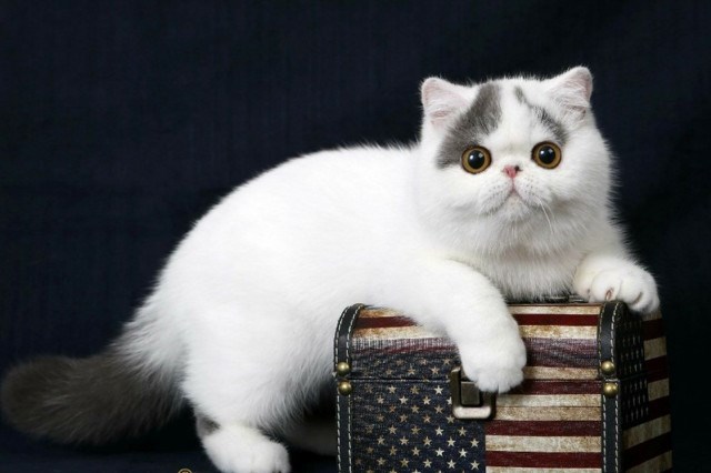 异国短毛猫
