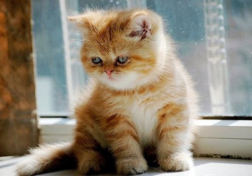 异国短毛猫