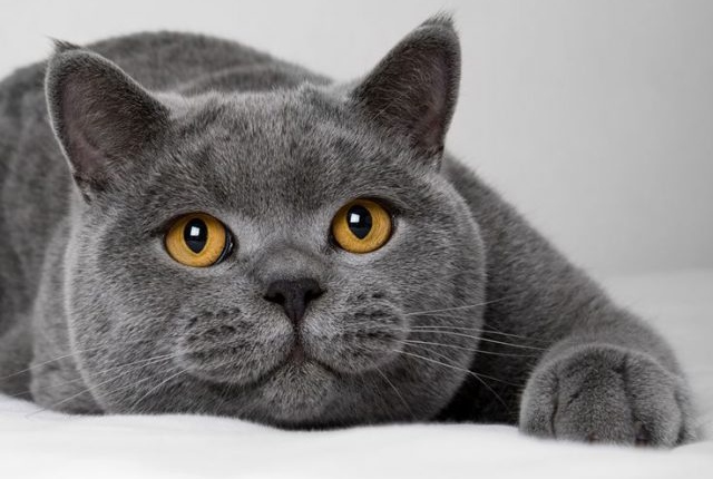 英国短毛猫
