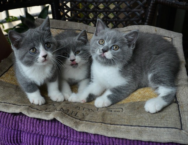 英国短毛猫