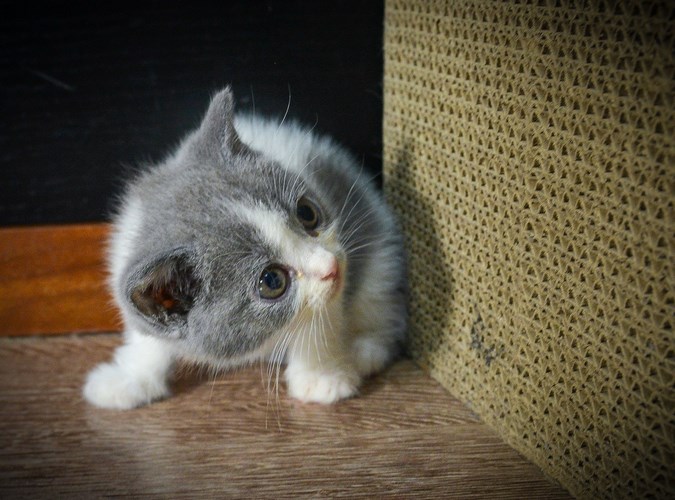 英国短毛猫
