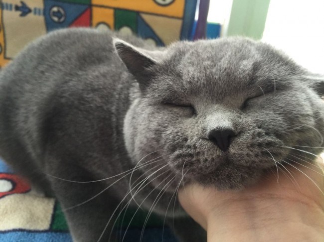 英国短毛猫