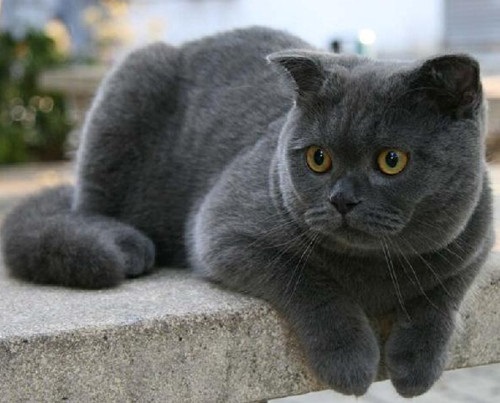 英国短毛猫