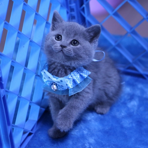 英国短毛猫