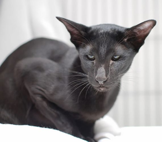 亚洲猫
