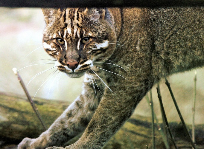 亚洲猫