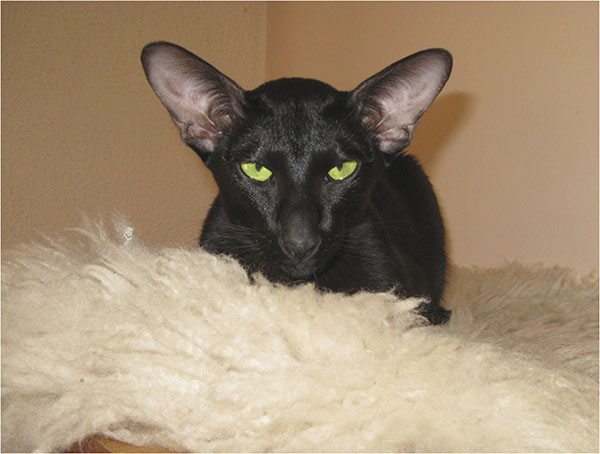 亚洲猫